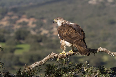 Bird perching on a branch