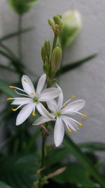 Close-up of white flowers blooming outdoors