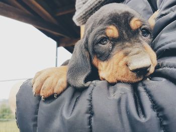 Close-up portrait of puppy