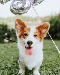 Close-up portrait of dog sticking out tongue