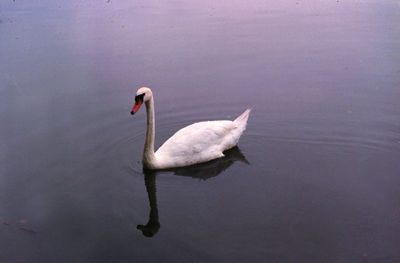 Swan swimming in lake