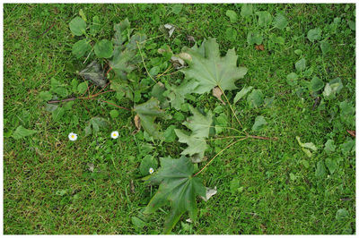 Close-up of plants growing on field