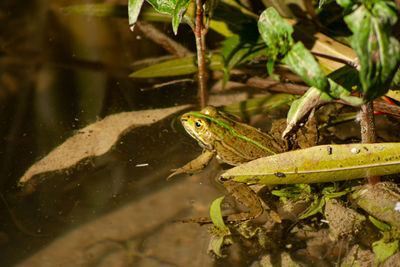 Close-up of frog on leaf