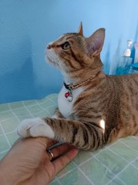 Midsection of person holding cat on floor