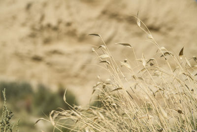 Close-up of grass