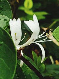 Close-up of white flower blooming outdoors