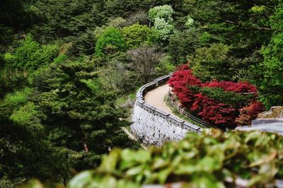 Flower plants against trees