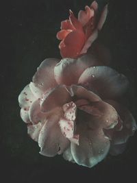 High angle view of pink rose flower in black background