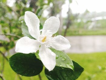 Close-up of wet white flower blooming outdoors