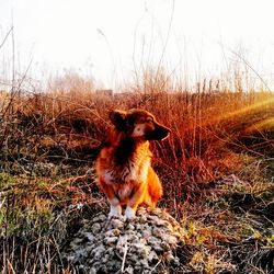 Dog sitting on grass