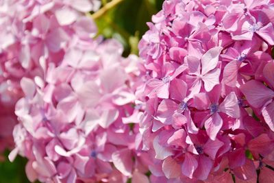 Close-up of pink flowers blooming on tree