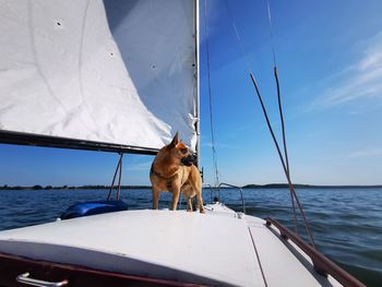 Dog on boat in sea against sky