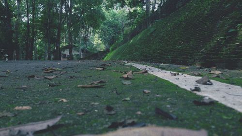 View of trees in forest