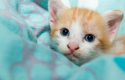 Close-up portrait of ginger cat