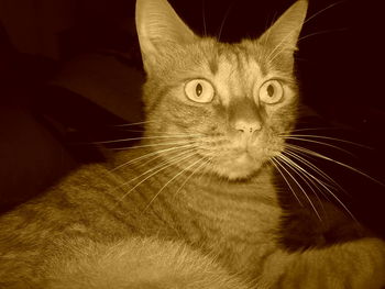 Close-up portrait of cat