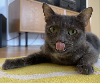 Close-up portrait of a cat at home