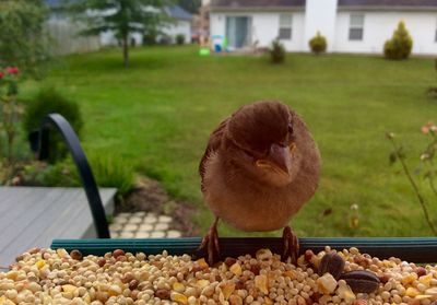 Close-up of a bird