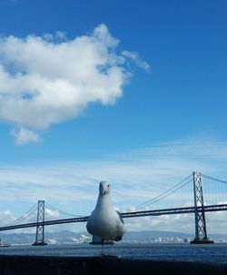 Seagull perching on bridge against sky