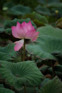 Close-up of pink flowers