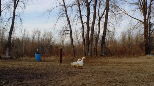 Dog on field by bare trees against sky