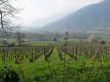 Scenic view of vineyard against sky during foggy weather