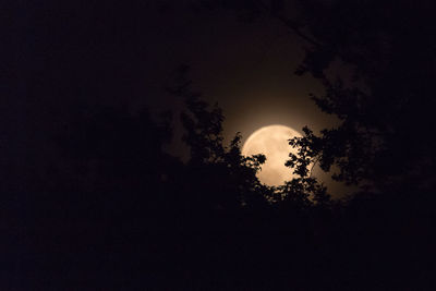 Low angle view of silhouette trees against sky at night
