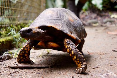 Close-up of tortoise