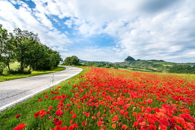 Scenic view of red flowering plants on field against sky