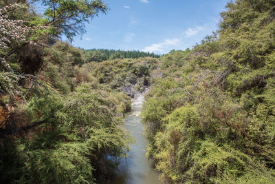 Scenic view of waterfall amidst trees in forest against sky