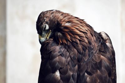 Close-up of a bird