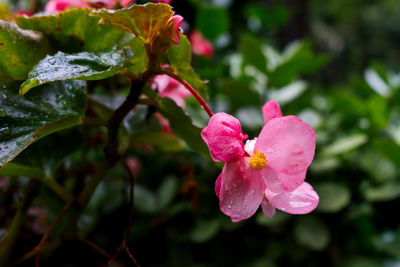 Close-up of pink flowering plant