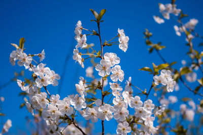 Low angle view of cherry blossoms against blue sky