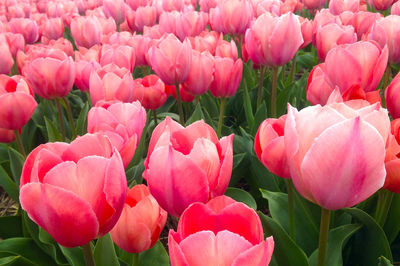 Close-up of pink tulips