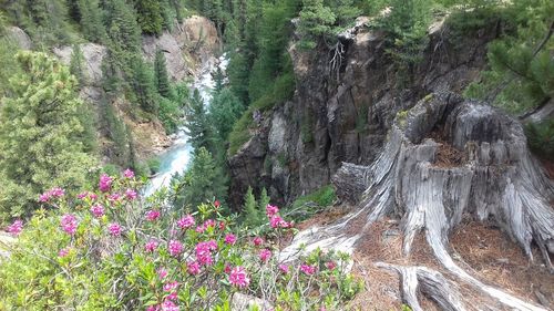 Scenic view of flowering plants on rocks