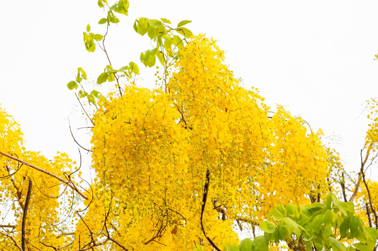 LOW ANGLE VIEW OF YELLOW FLOWERING PLANTS AGAINST CLEAR SKY