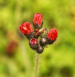 Close-up of red flowering plant