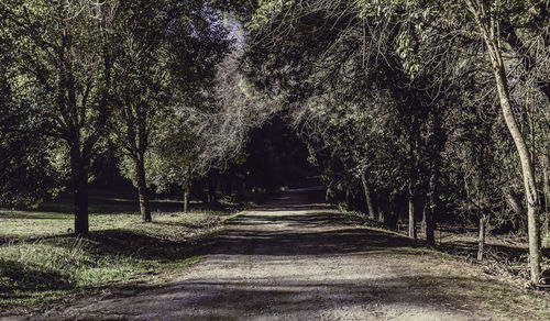 Trees in forest