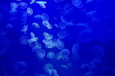 Close-up of jellyfish in sea