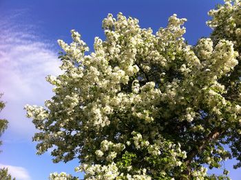 Low angle view of flowers blooming on tree