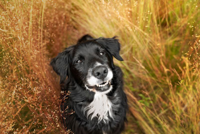 Portrait of dog on field