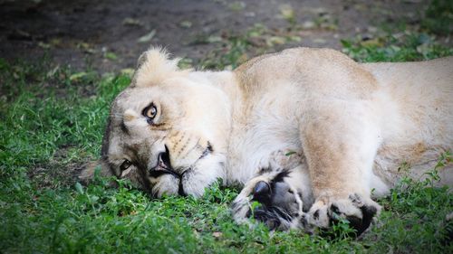 Lion lying on grass at chester zoo