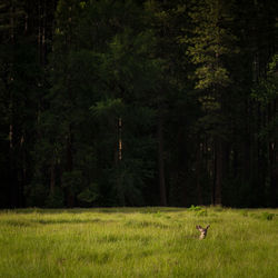 Scenic view of grassy field against trees at yosemite valley
