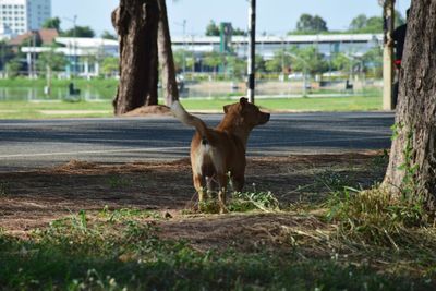 Dog in a field