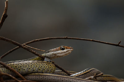 Close-up of a snake animal 