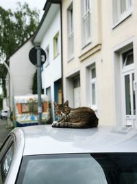View of a cat looking through window