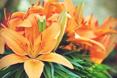 Close-up of orange flowering plant