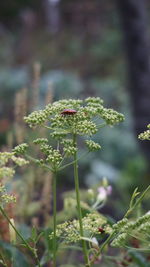 Close-up of flowering plant on land