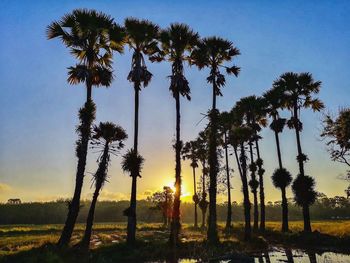 Palm trees on field against sky during sunset