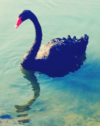 High angle view of swan swimming in lake