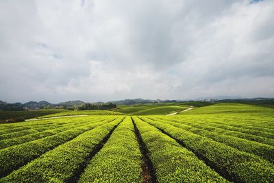 Scenic view of agricultural field against sky